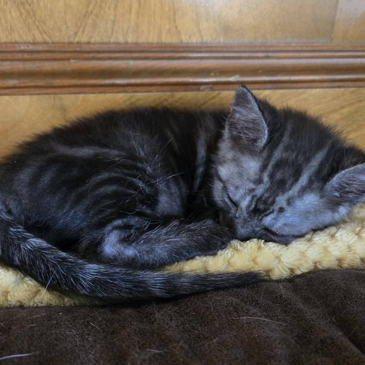 Enlarge Blu, a ADOPTABLE Domestic Short Hair in Huffman, TX image 2/3