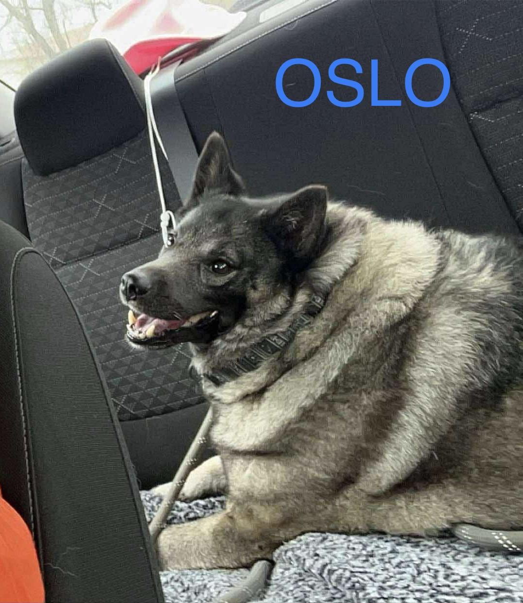 Oslo, ADOPTABLE, Adult Male Norwegian Elkhound.