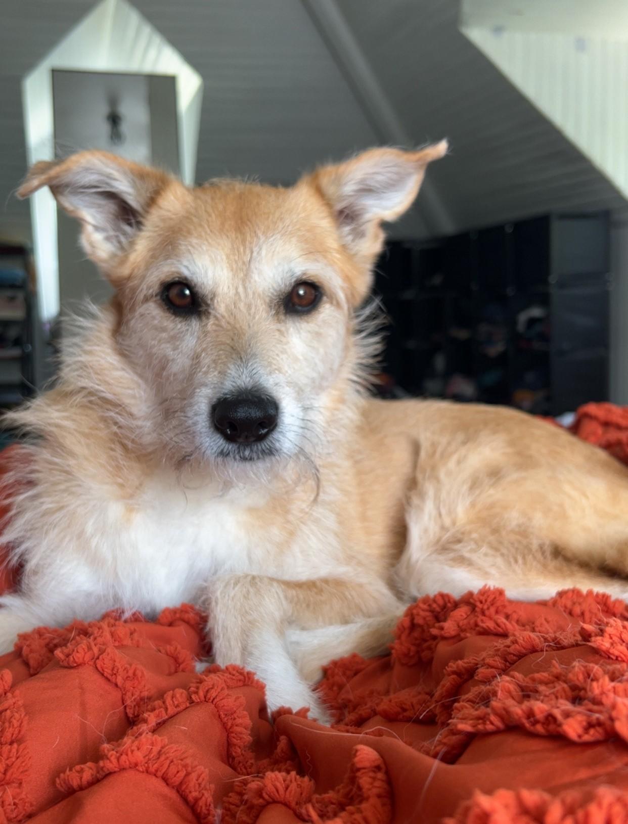 Cora ~courtesy post~, Adoptable, Adult Female Mixed Breed.