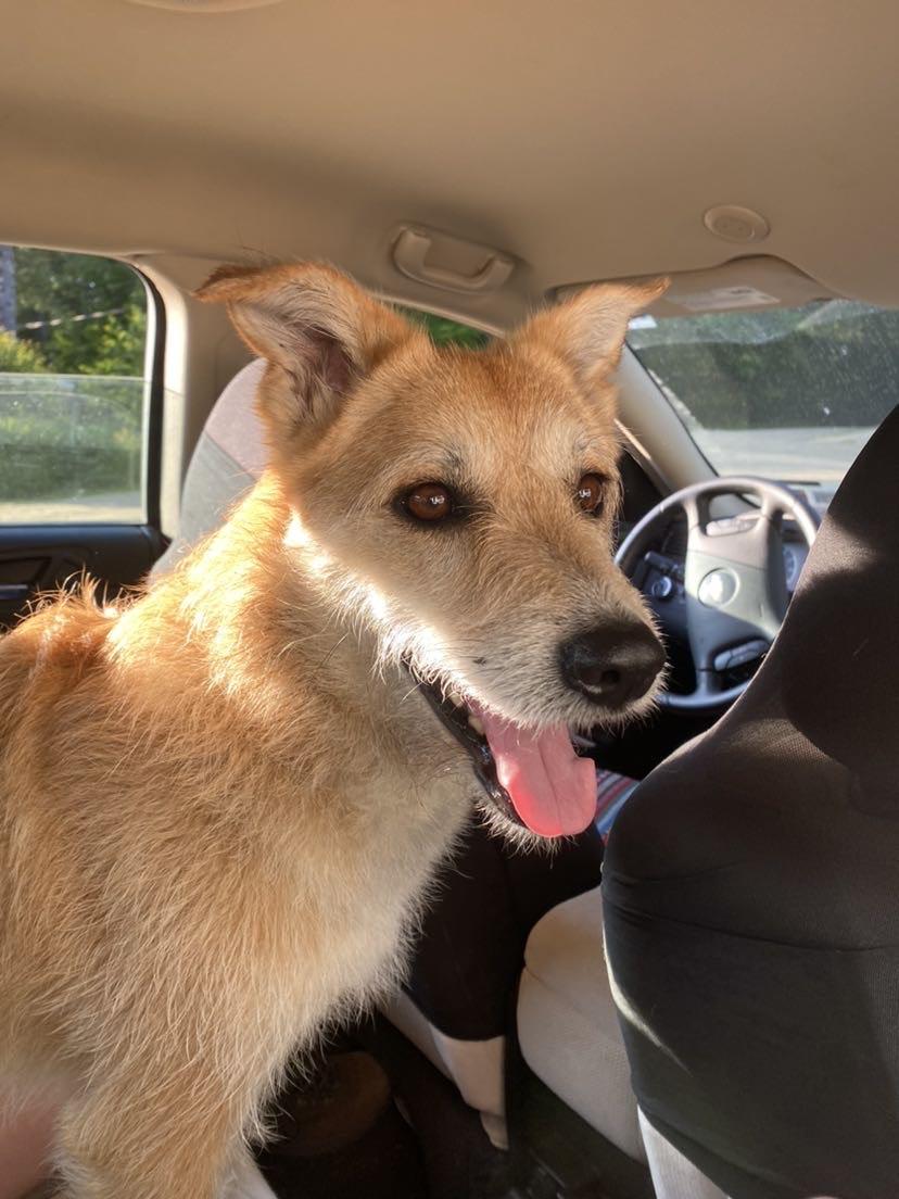 Cora ~courtesy post~, a Adoptable Mixed Breed in Conesus, NY image 2/3