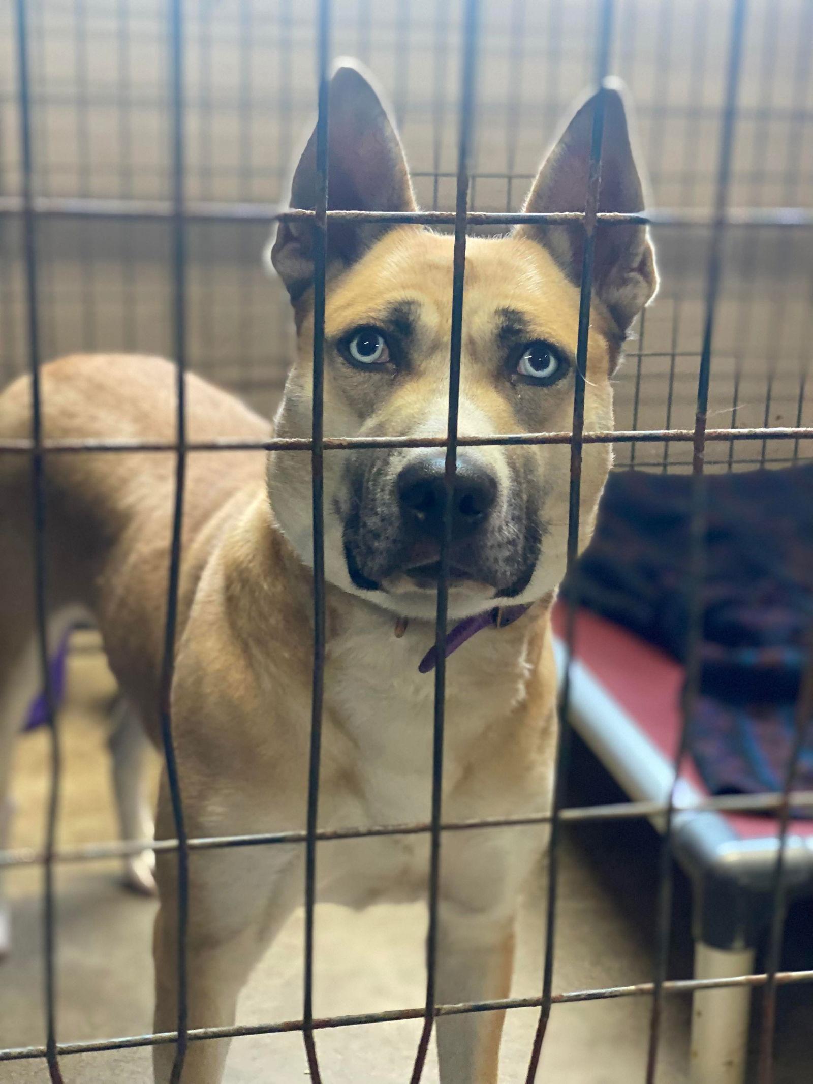 Enlarge Tedi Gurl, a Adoptable Husky in Lewistown, PA image 1/2