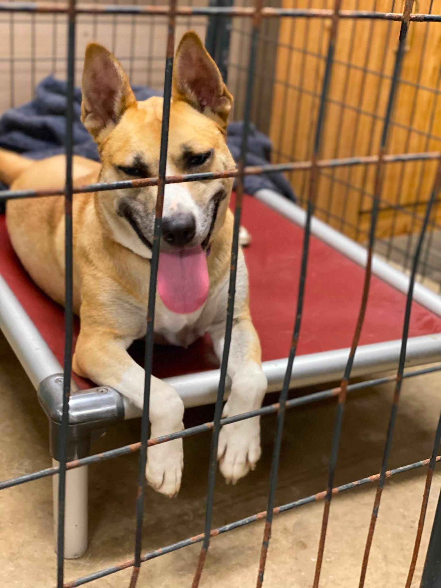 Enlarge Tedi Gurl, a Adoptable Husky in Lewistown, PA image 3/3