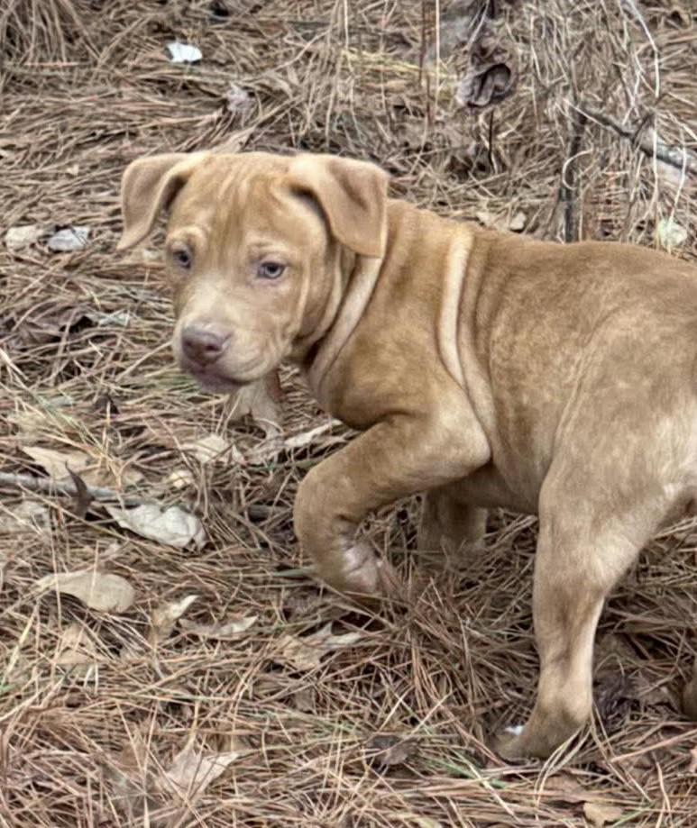 Paris, a ADOPTABLE Mixed Breed in Northwood, NH image 2/2