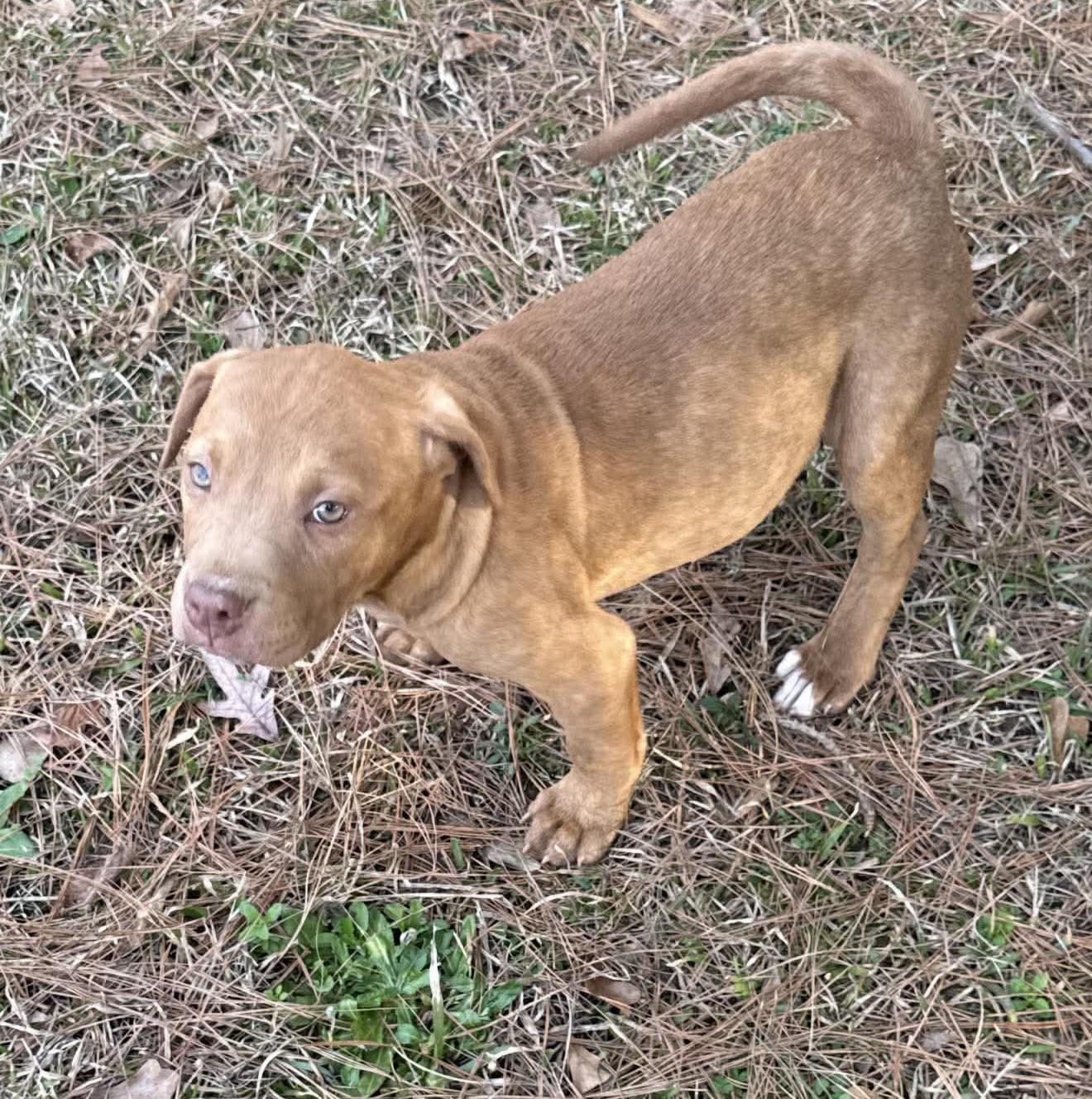 Paris, ADOPTABLE, Puppy Female Mixed Breed.