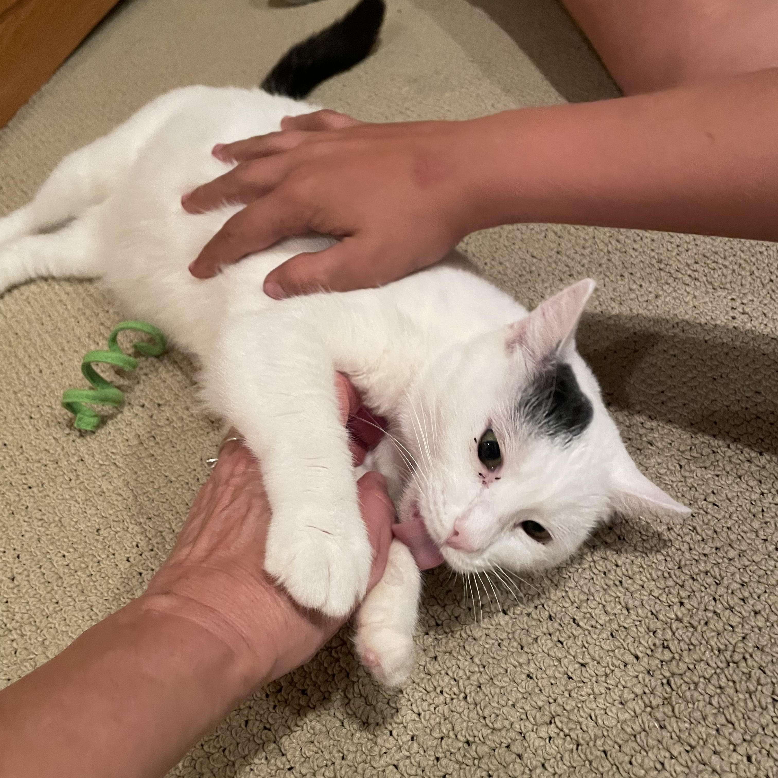 Enlarge Auntie Artemis , a ADOPTABLE American Shorthair in Austin, TX image 4/4
