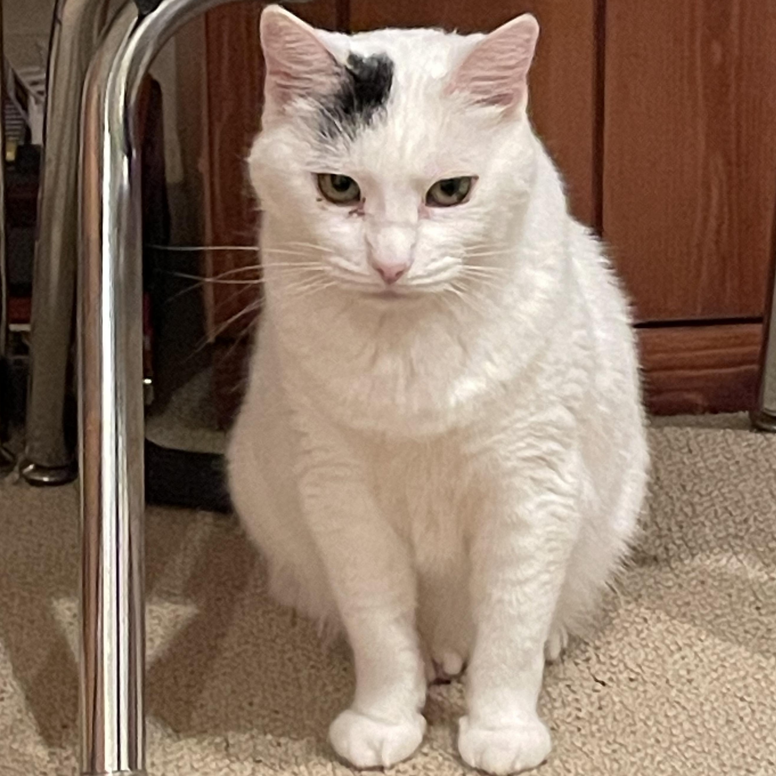 Enlarge Auntie Artemis , a ADOPTABLE American Shorthair in Austin, TX image 1/4