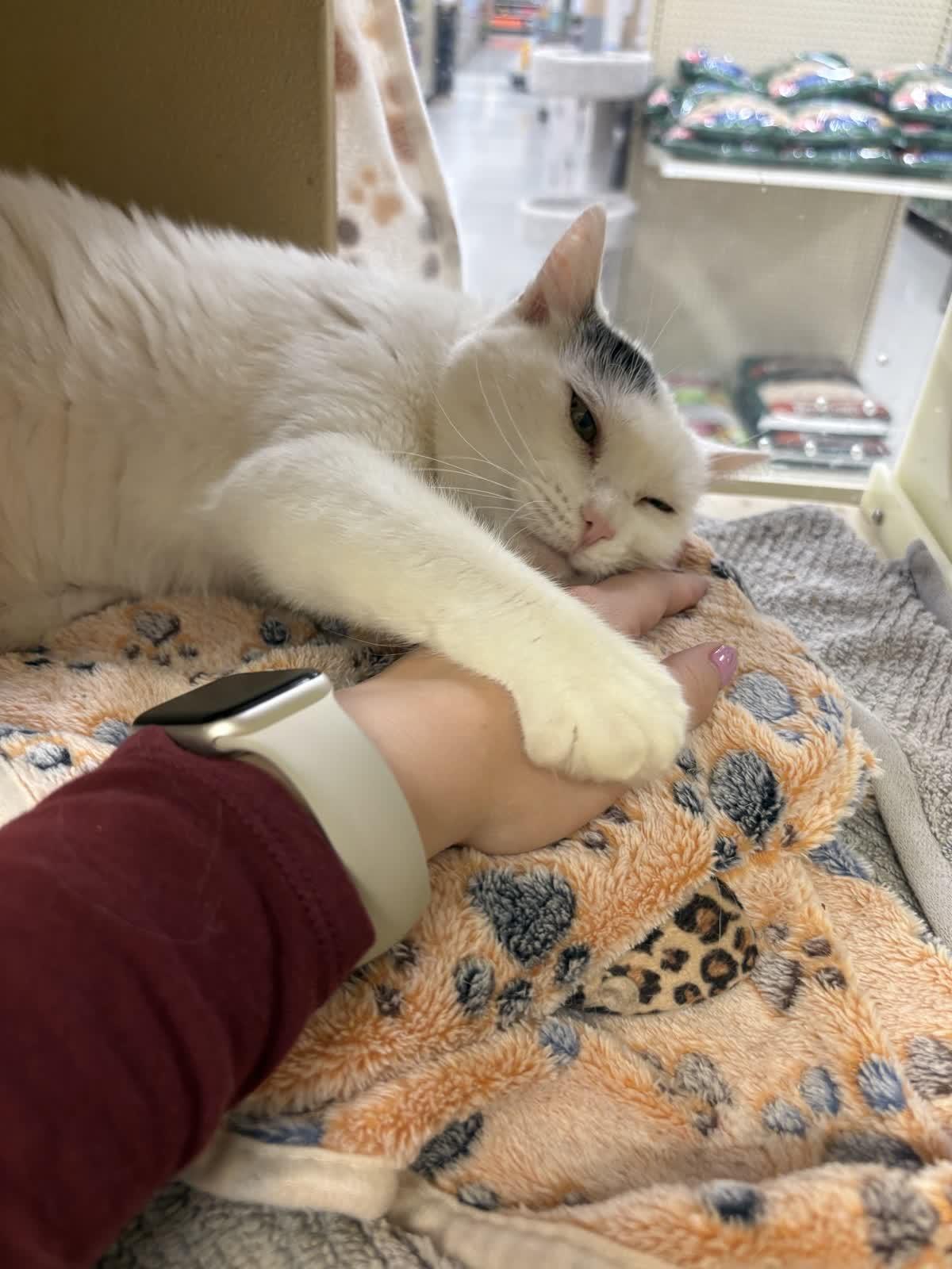 Enlarge Auntie Artemis , a ADOPTABLE American Shorthair in Austin, TX image 2/4