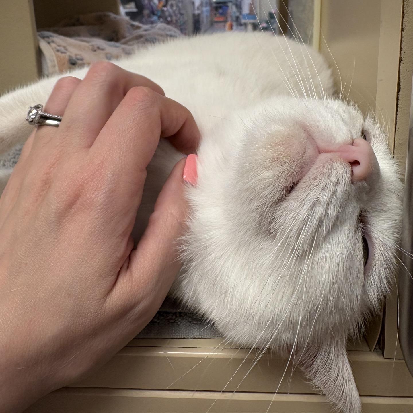 Enlarge Auntie Artemis , a ADOPTABLE American Shorthair in Austin, TX image 3/4