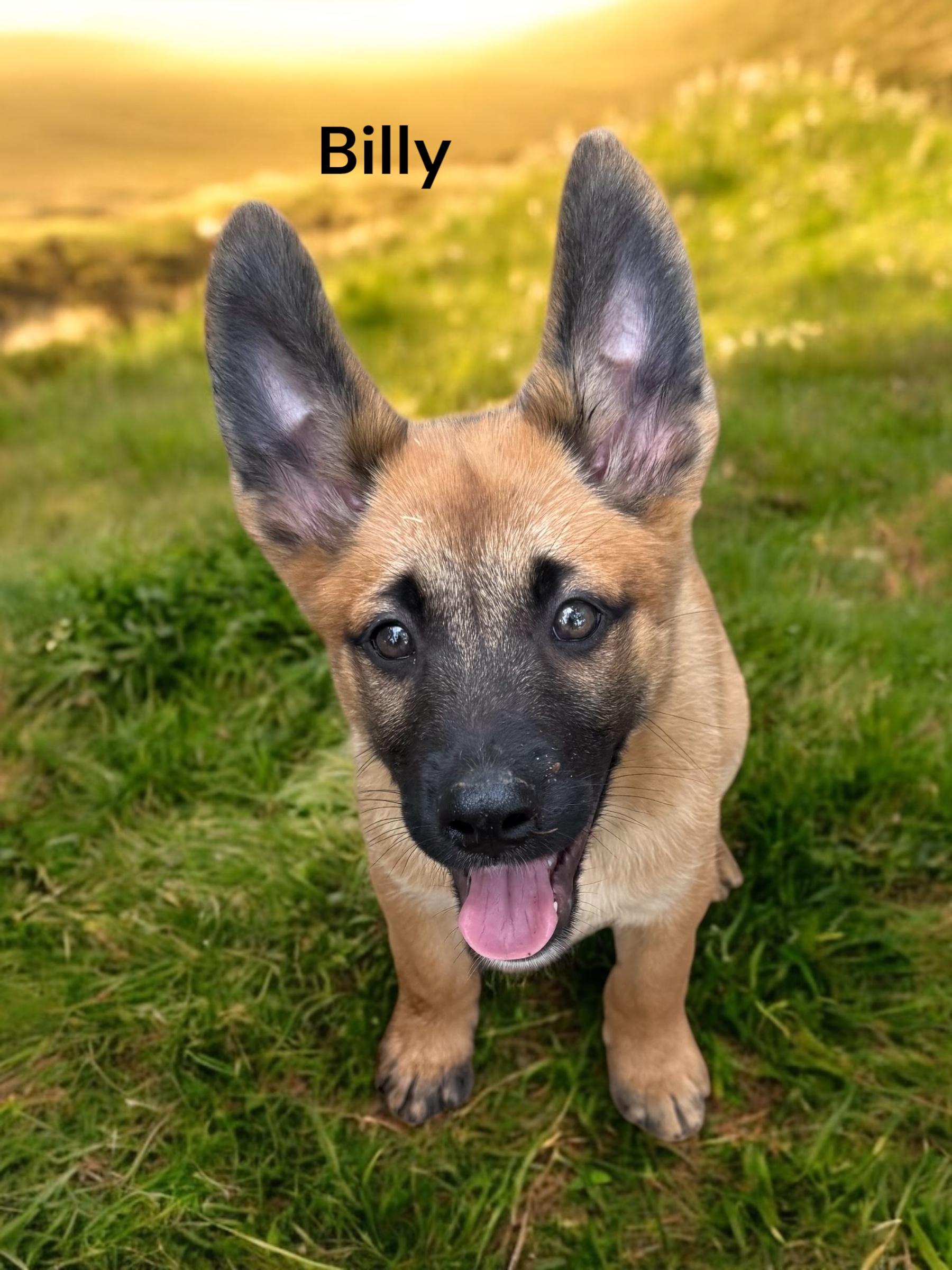 Malinois puppies, Baby Male Belgian Shepherd / Malinois