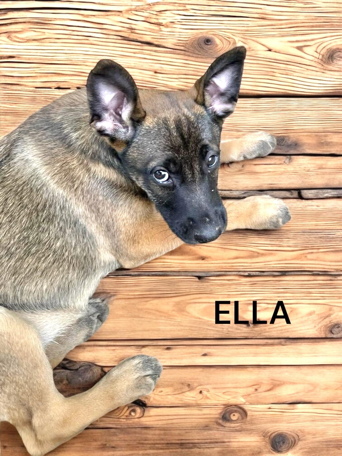 Malinois puppies photo 3