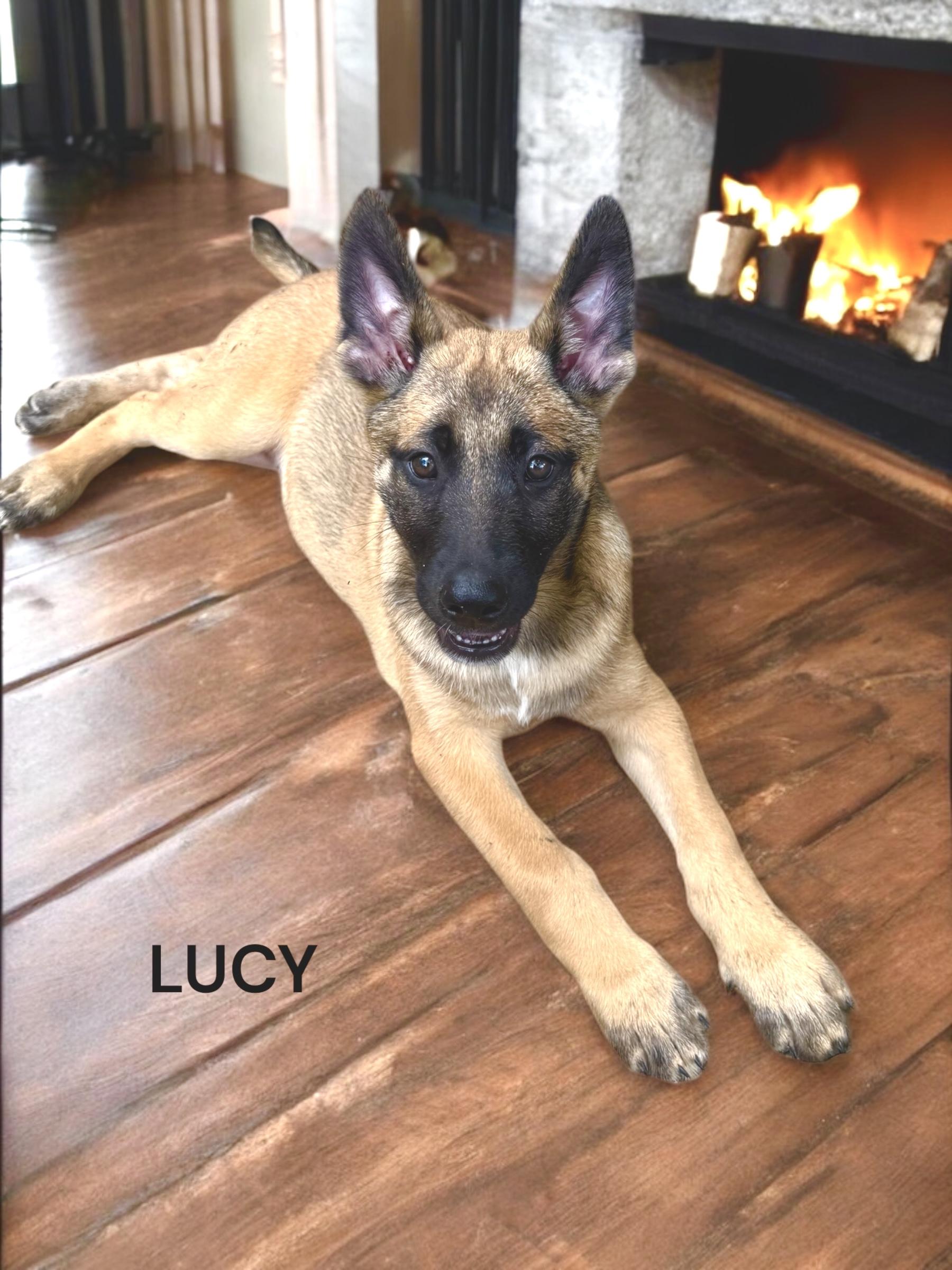 Malinois puppies photo 2