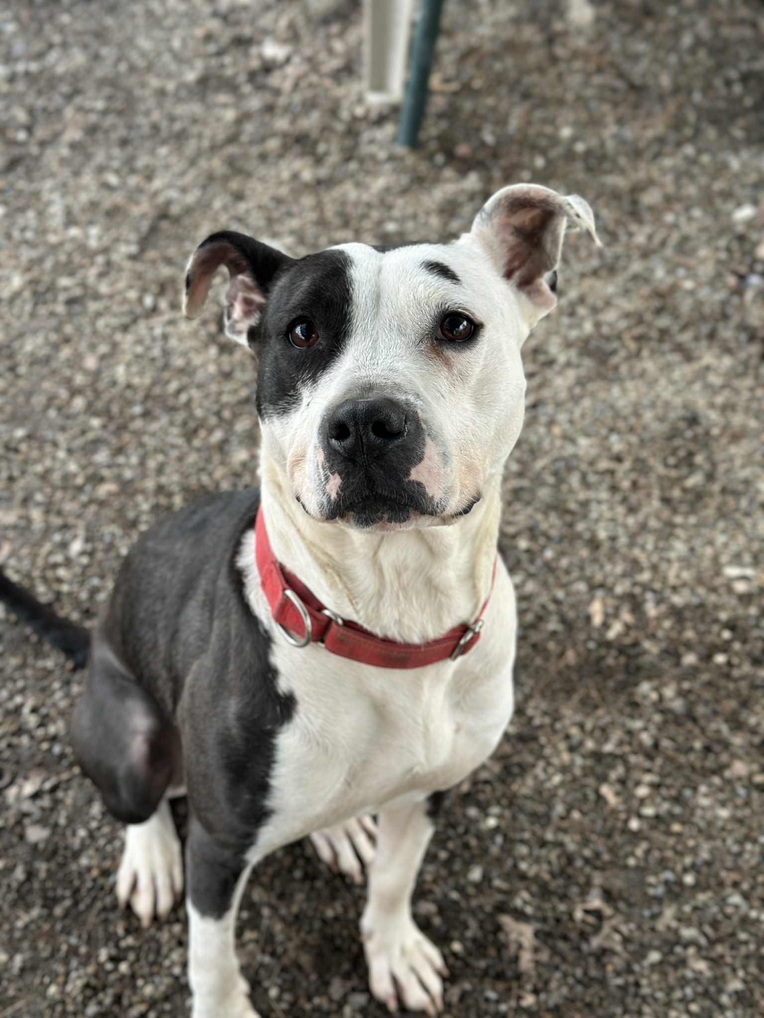 Xena