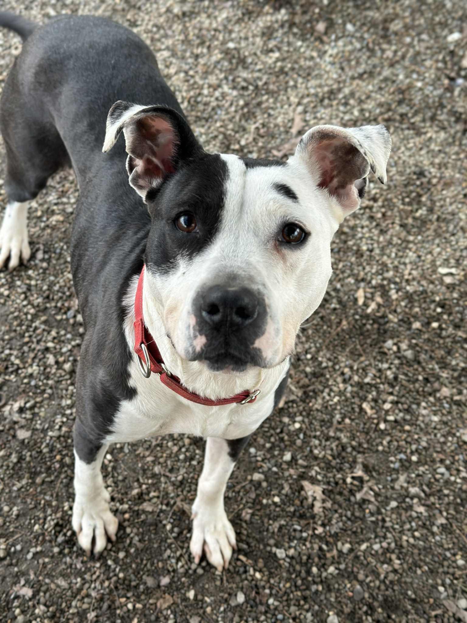 Xena