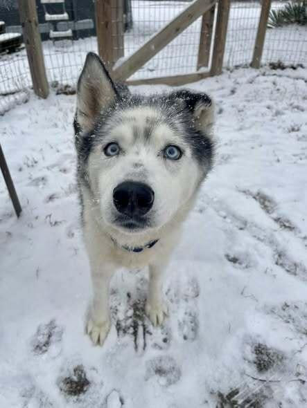 Ralphie, a Adoptable mixed breed in Milton, DE image 1/6