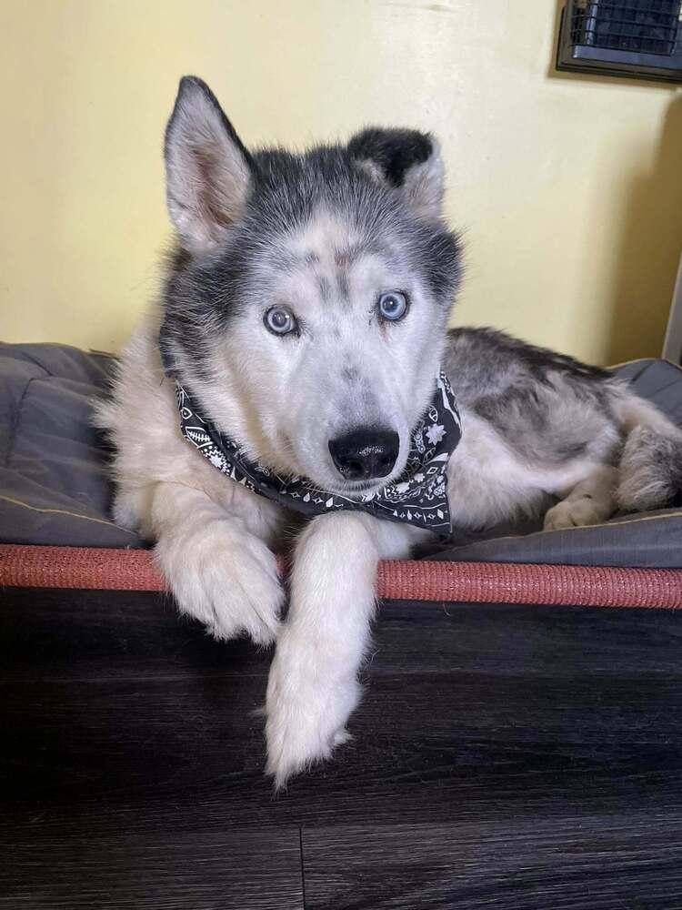 Ralphie, a Adoptable mixed breed in Milton, DE image 2/6