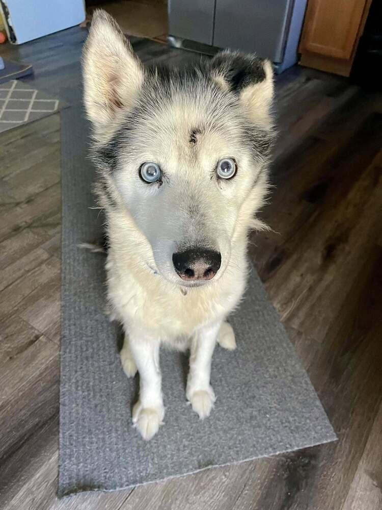 Enlarge Ralphie, a Adoptable mixed breed in Milton, DE image 3/6