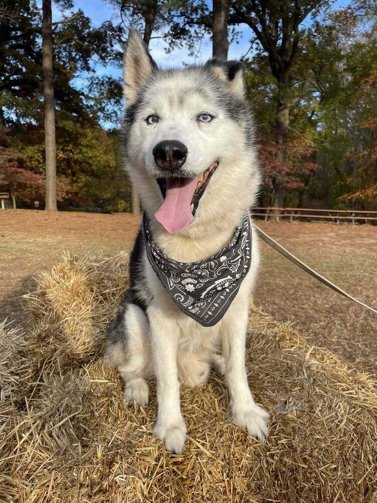 Ralphie, a Adoptable mixed breed in Milton, DE image 4/6