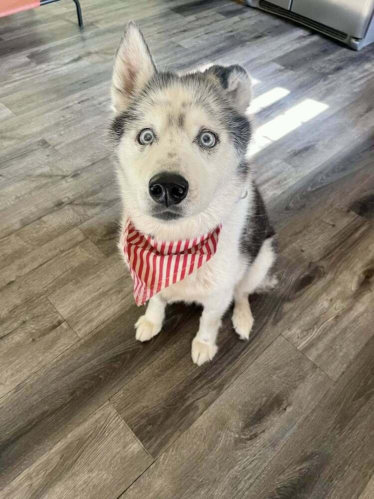 Ralphie, a Adoptable mixed breed in Milton, DE image 5/6