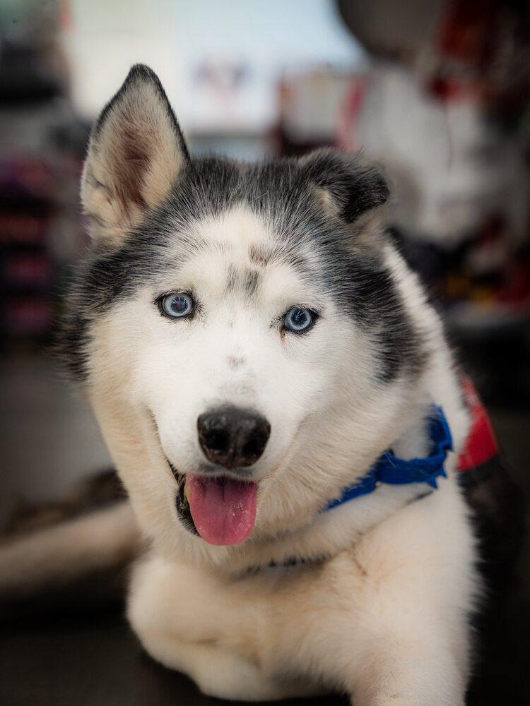 Ralphie, a Adoptable mixed breed in Milton, DE image 6/6