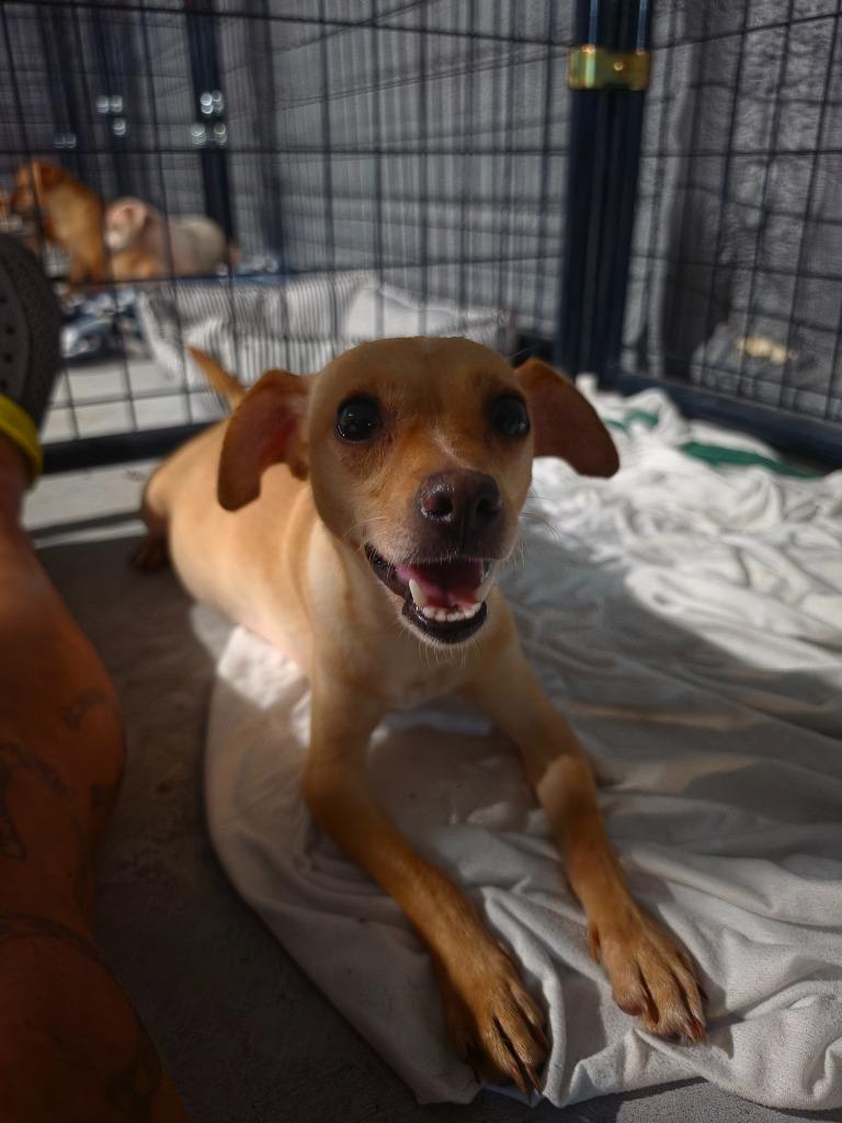 Boots, Adoptable, Young Female Chihuahua.