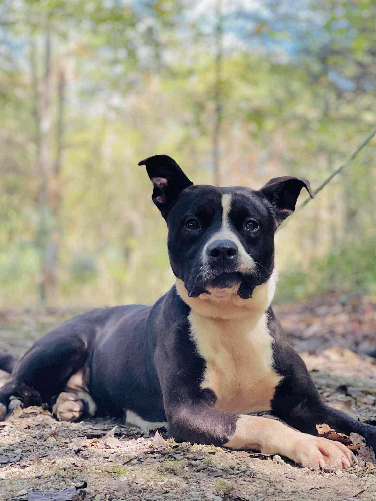 Enlarge Lucas Rock, a Adoptable mixed breed in Roswell, GA image 1/3