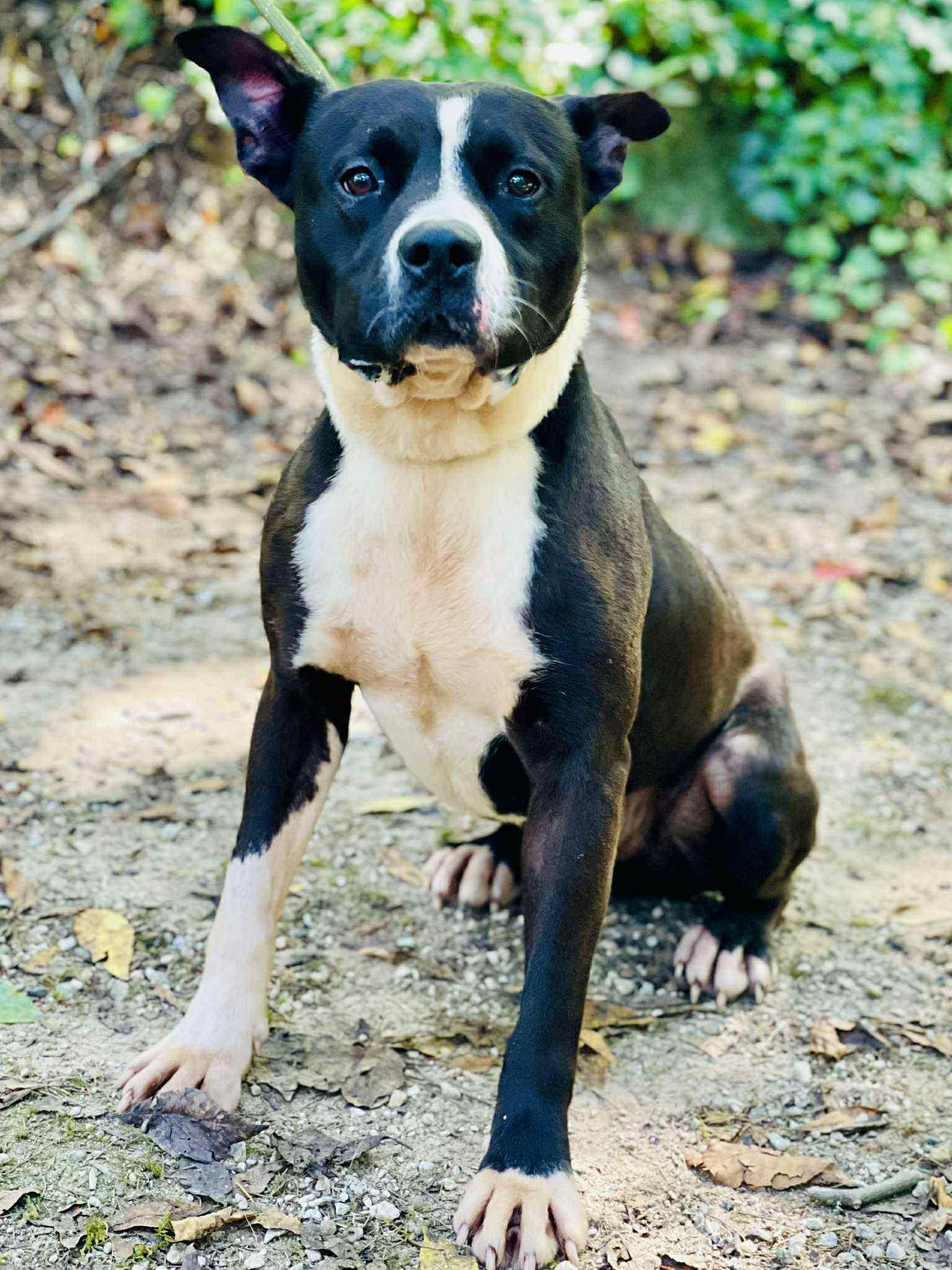 Enlarge Lucas Rock, a Adoptable mixed breed in Roswell, GA image 2/3