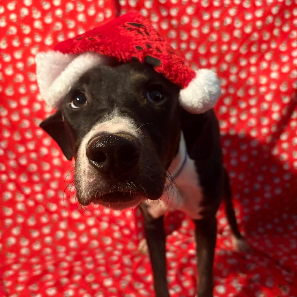 Enlarge Googie, a Adoptable Mixed Breed in Chattanooga, TN image 1/6