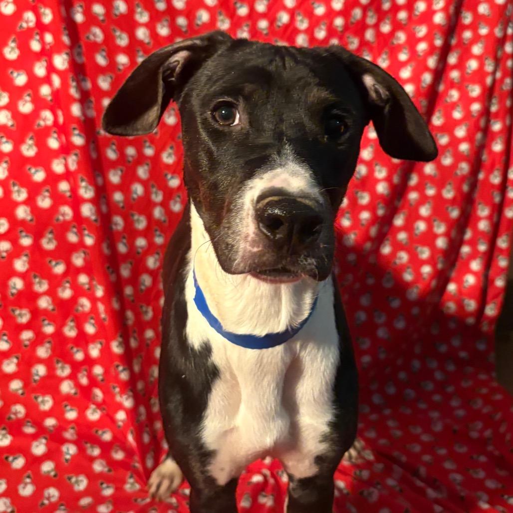 Enlarge Googie, a Adoptable Mixed Breed in Chattanooga, TN image 2/6