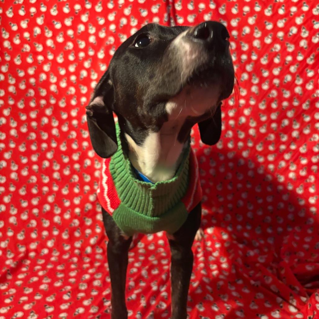 Enlarge Googie, a Adoptable Mixed Breed in Chattanooga, TN image 3/6