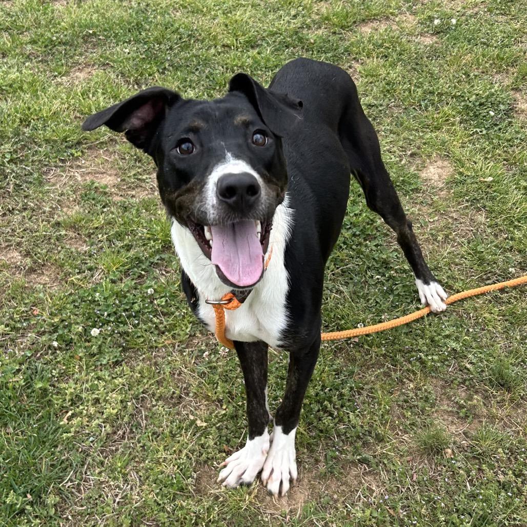 Enlarge Googie, a Adoptable Mixed Breed in Chattanooga, TN image 4/6