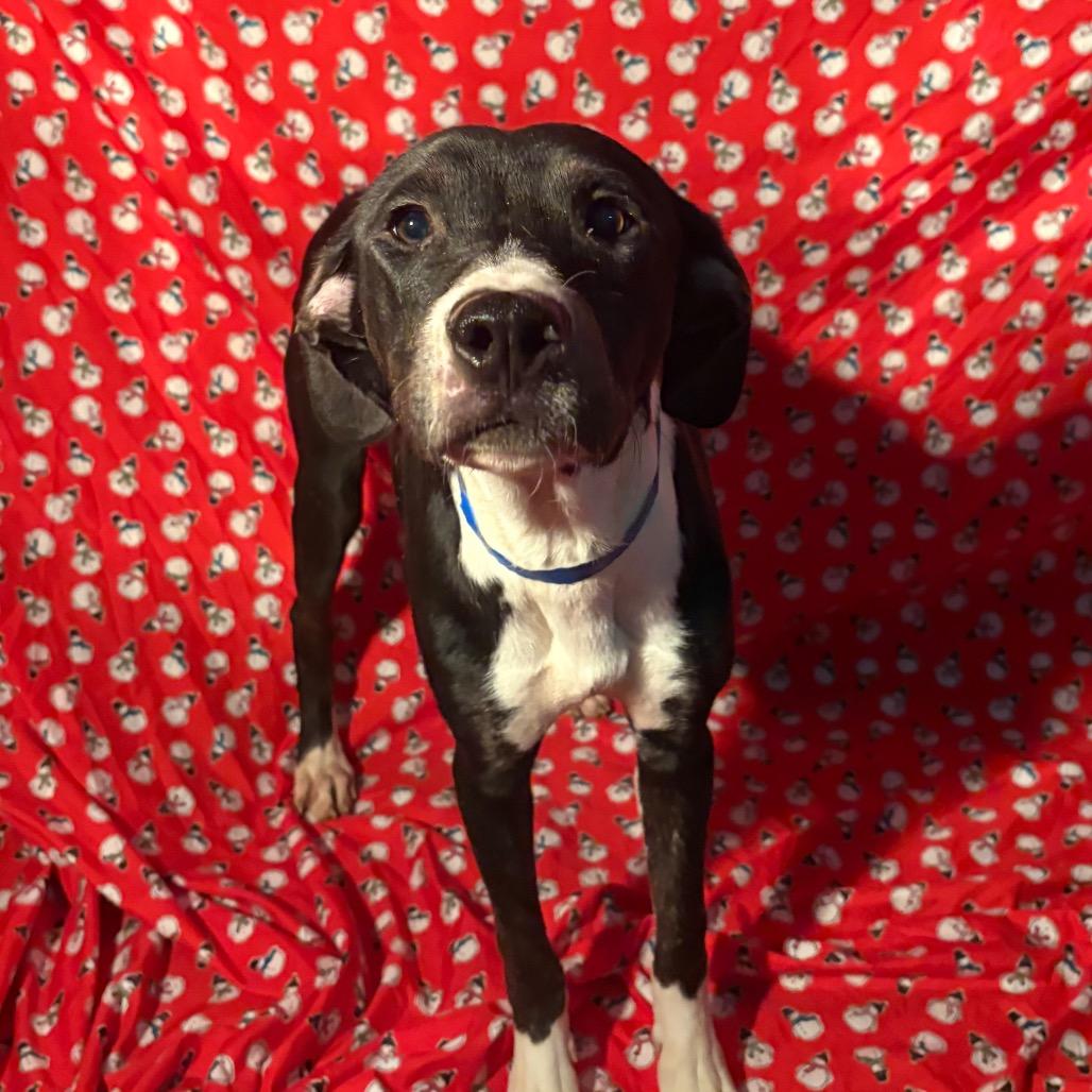 Enlarge Googie, a Adoptable Mixed Breed in Chattanooga, TN image 5/6