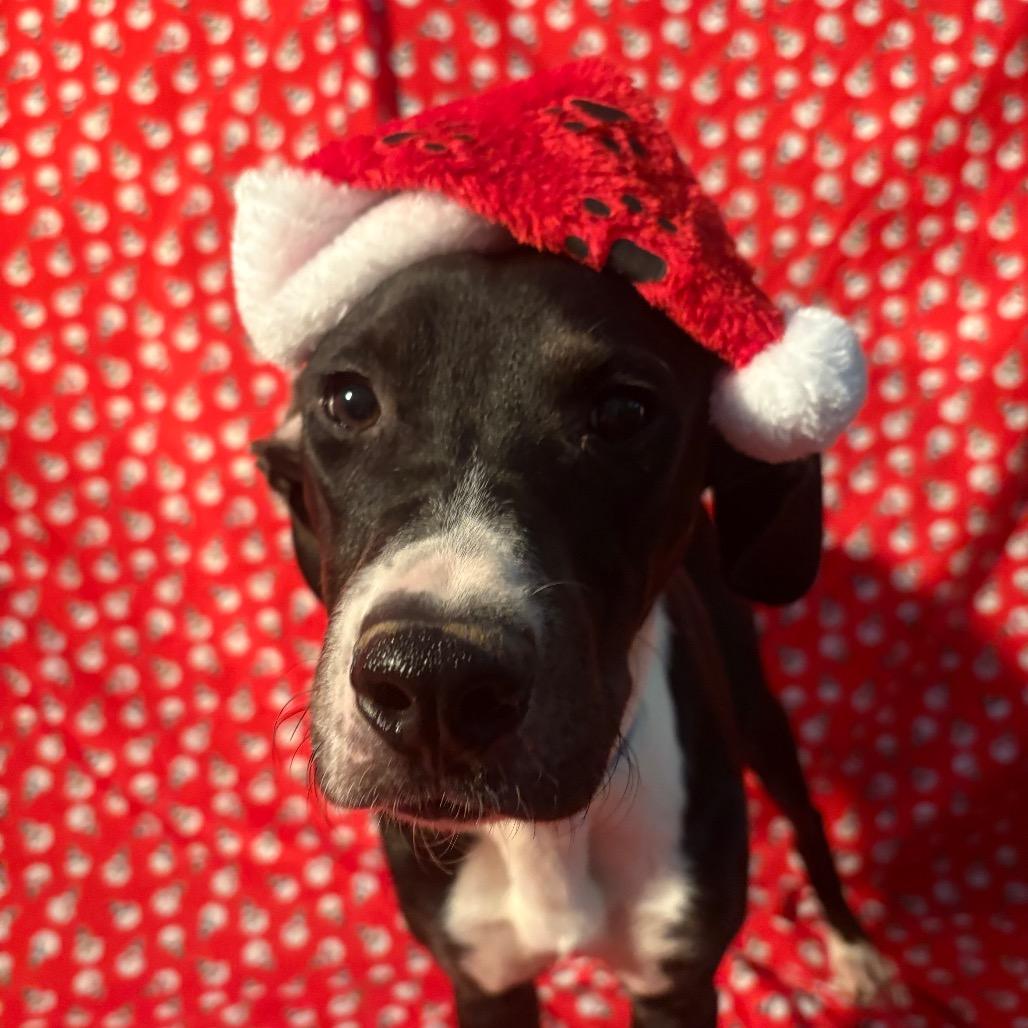 Enlarge Googie, a Adoptable Mixed Breed in Chattanooga, TN image 6/6