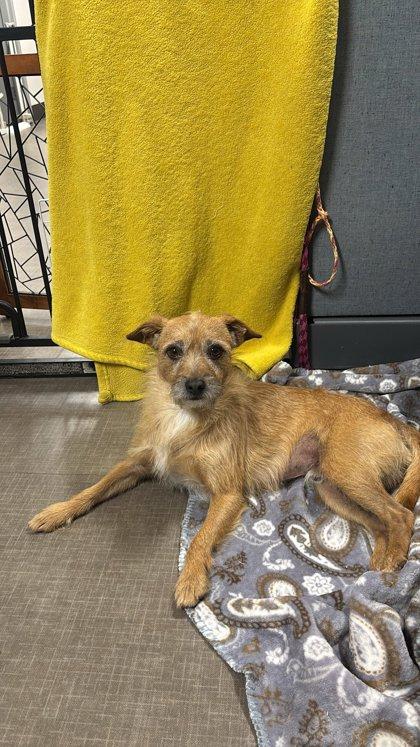 Enlarge Montana, a ADOPTABLE mixed breed in Sacramento, CA image 2/3