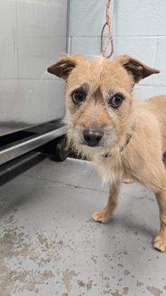 Enlarge Montana, a ADOPTABLE mixed breed in Sacramento, CA image 3/3