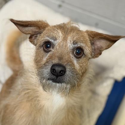 Montana, ADOPTABLE, Adult Male Terrier.