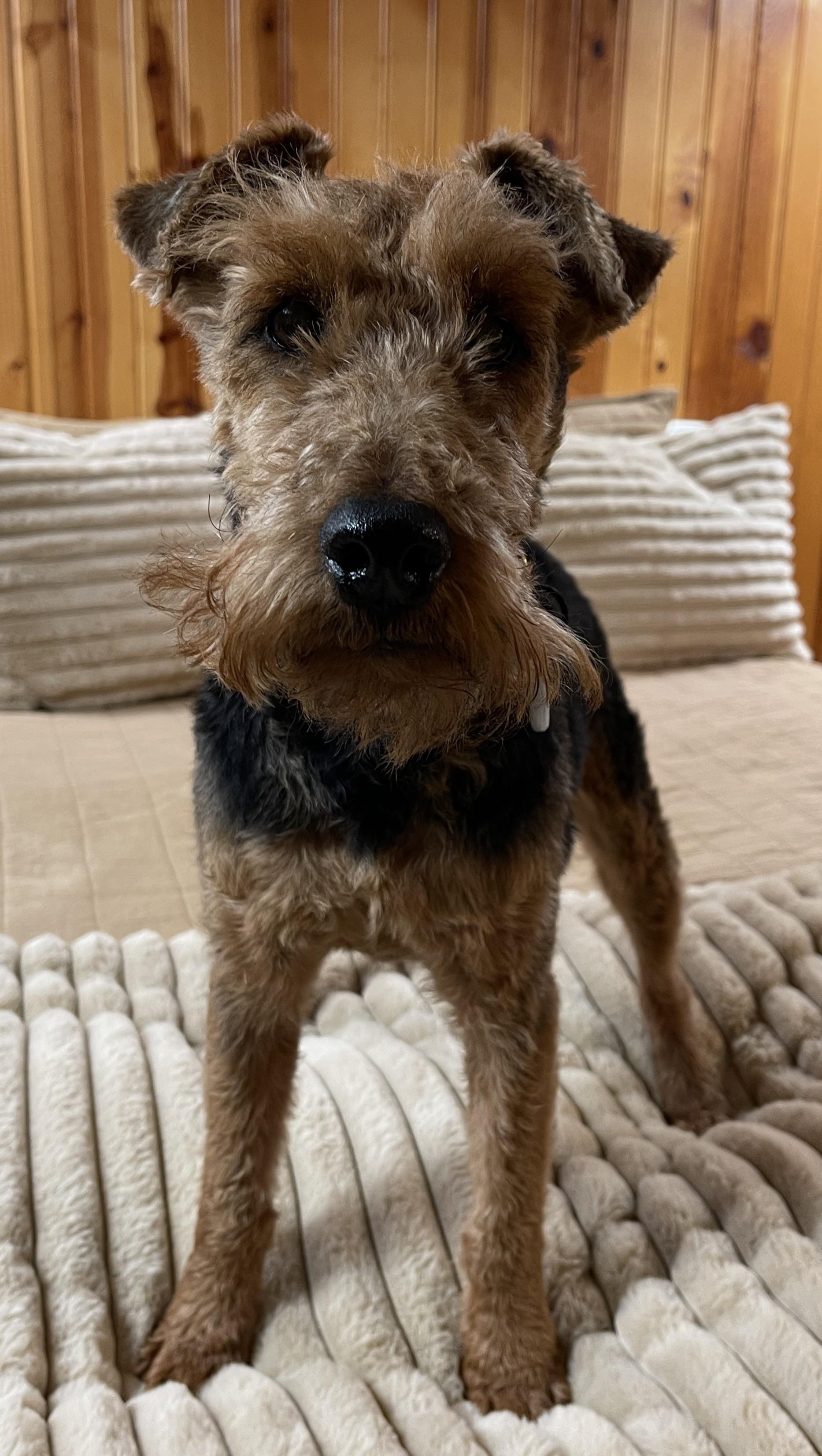 Enlarge ROLLIE, an adopted Welsh Terrier in Mokena, IL image 2/6
