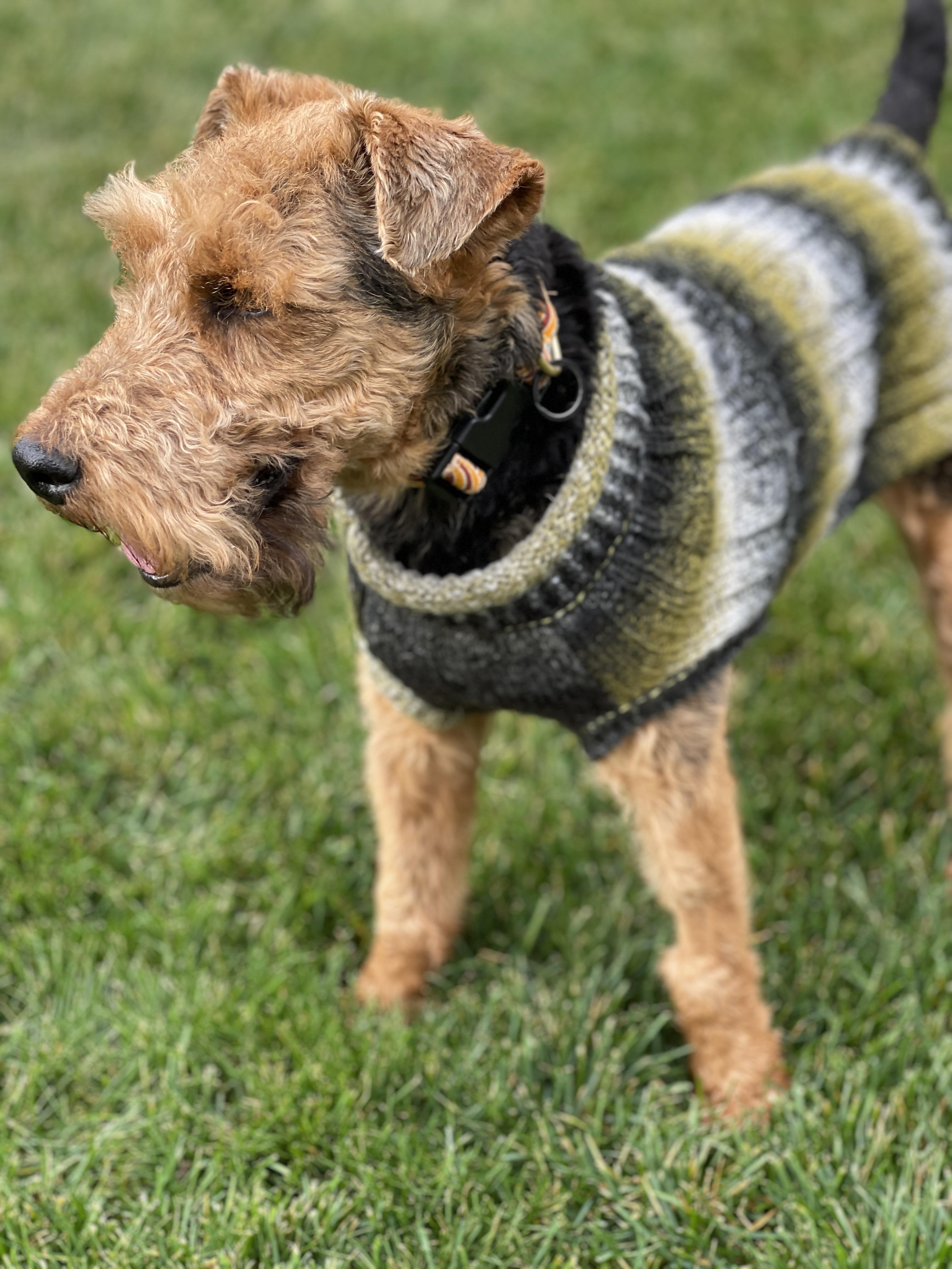 Enlarge ROLLIE, an adopted Welsh Terrier in Mokena, IL image 3/6