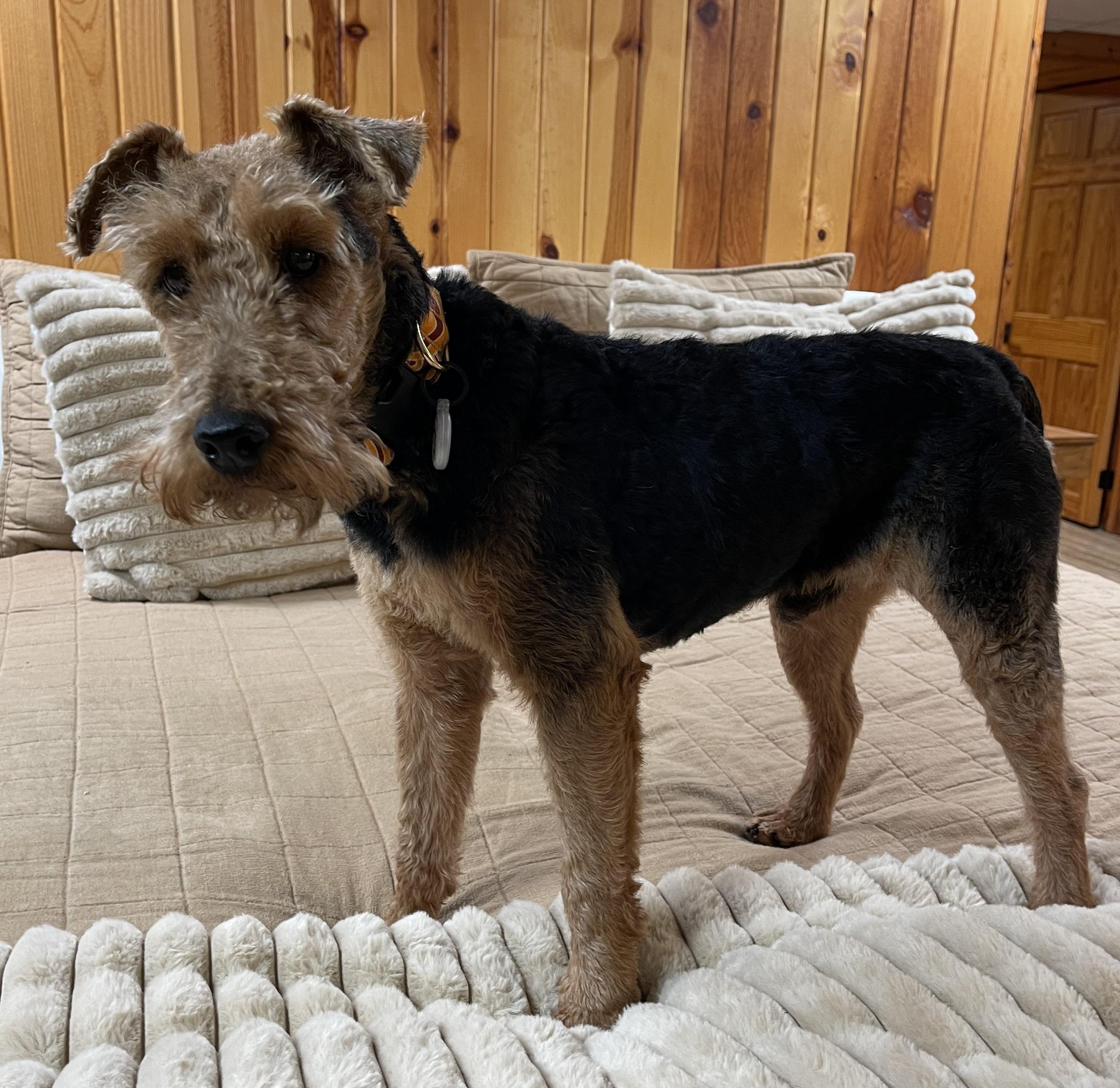 Enlarge ROLLIE, an adopted Welsh Terrier in Mokena, IL image 4/6