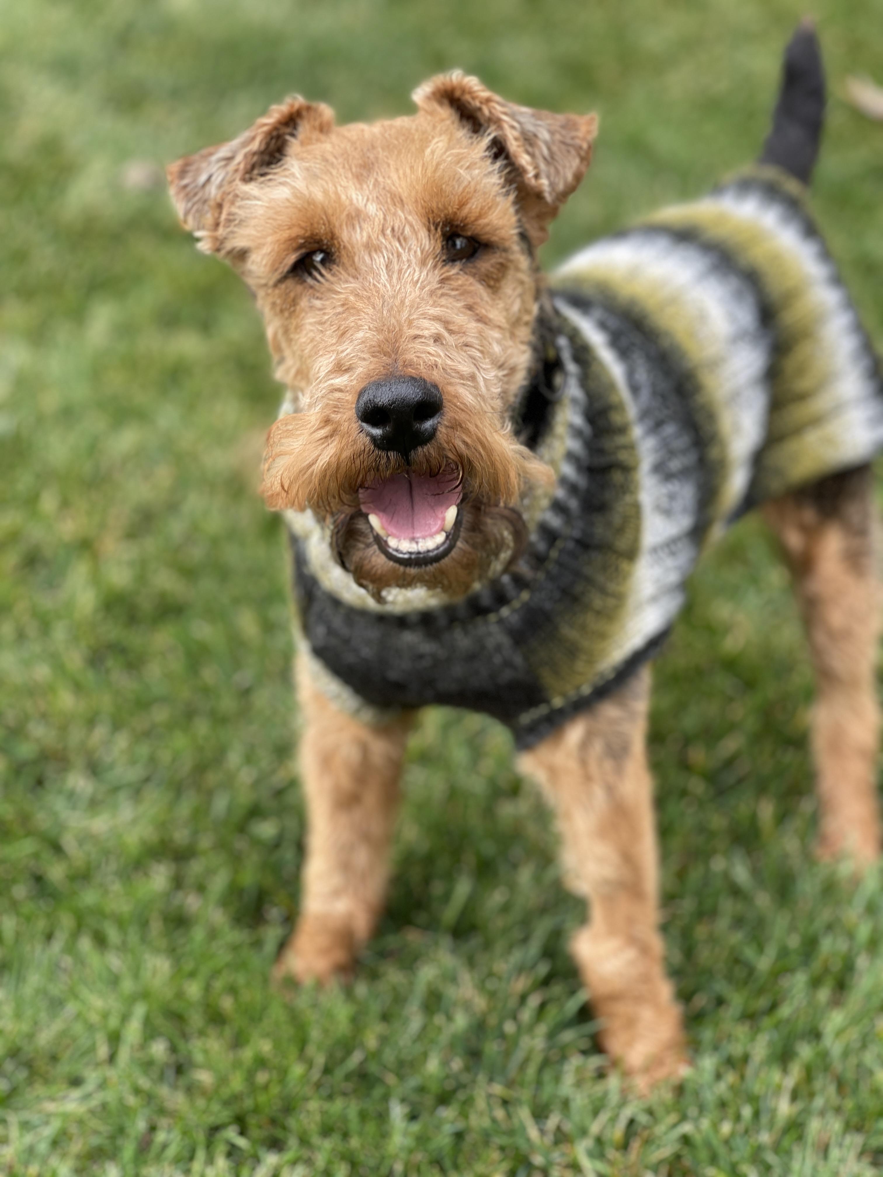 Enlarge ROLLIE, an adopted Welsh Terrier in Mokena, IL image 5/6