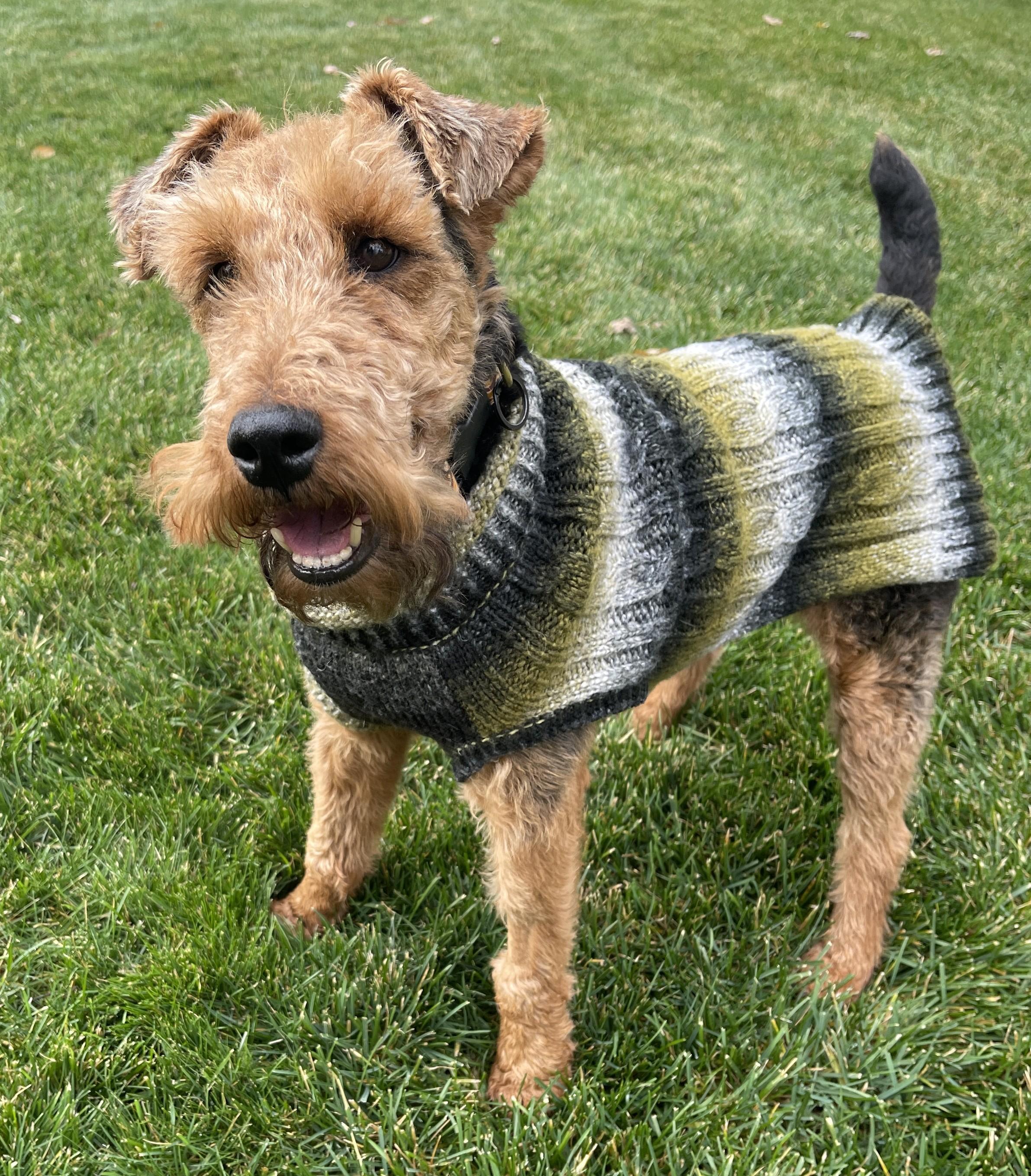 Enlarge ROLLIE, an adopted Welsh Terrier in Mokena, IL image 6/6