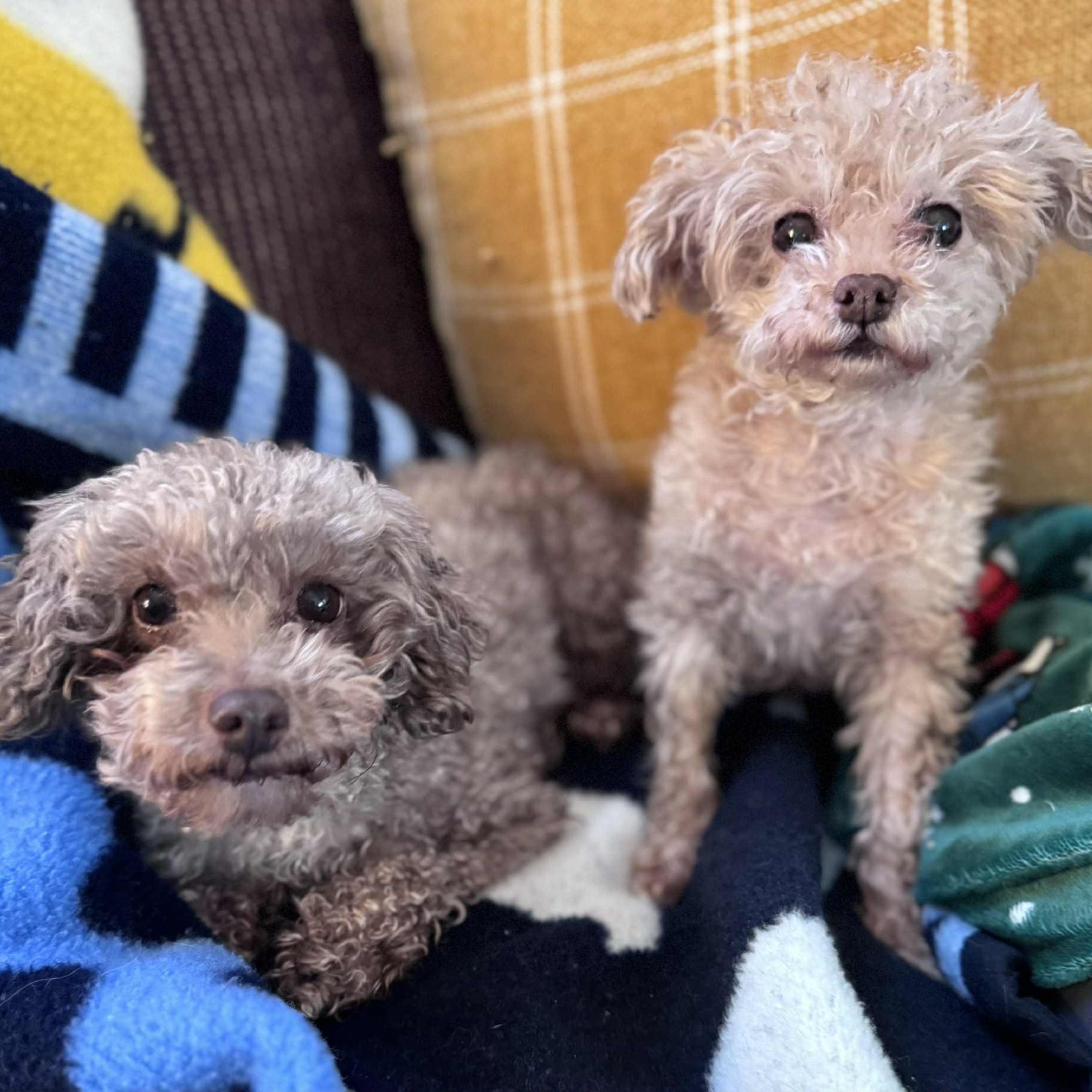 Patty, an adopted Poodle (Toy) in Cleveland, OH image 2/3