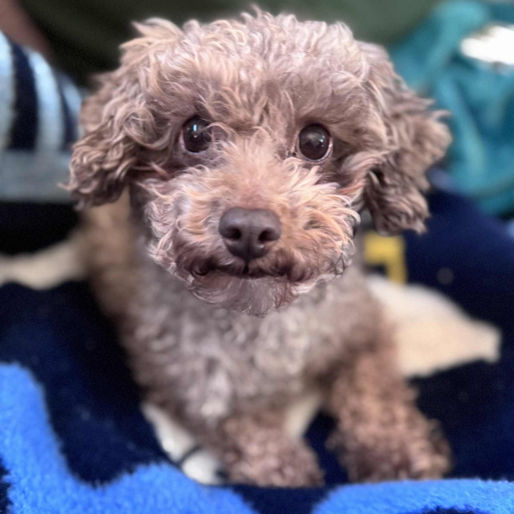Patty, an adopted Poodle (Toy) in Cleveland, OH image 1/3