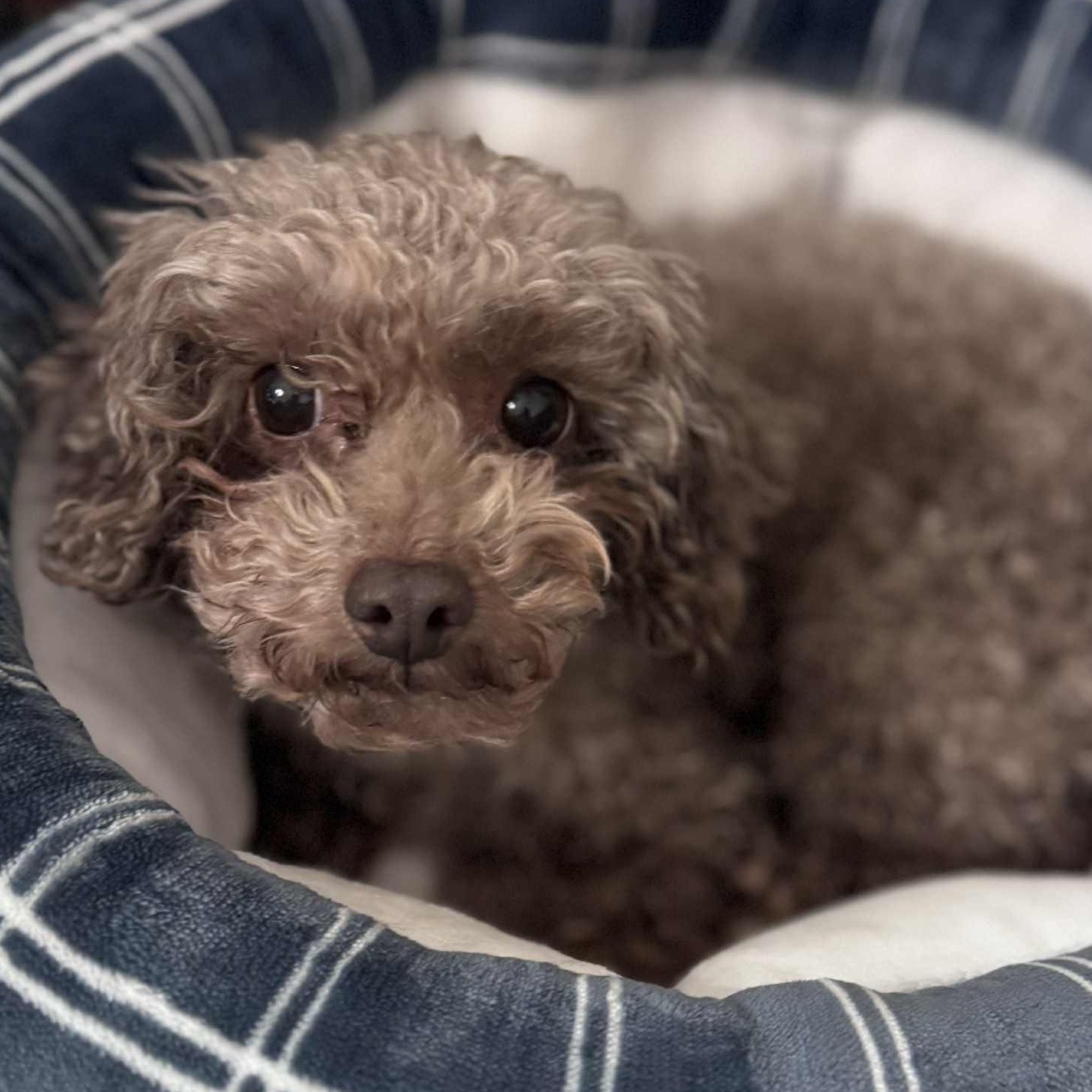 Patty, an adopted Poodle (Toy) in Cleveland, OH image 3/3