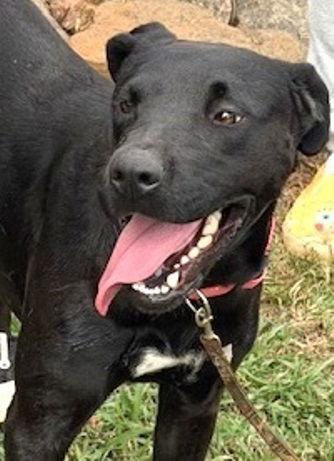 Millie, Adoptable, Young Female Black Labrador Retriever.