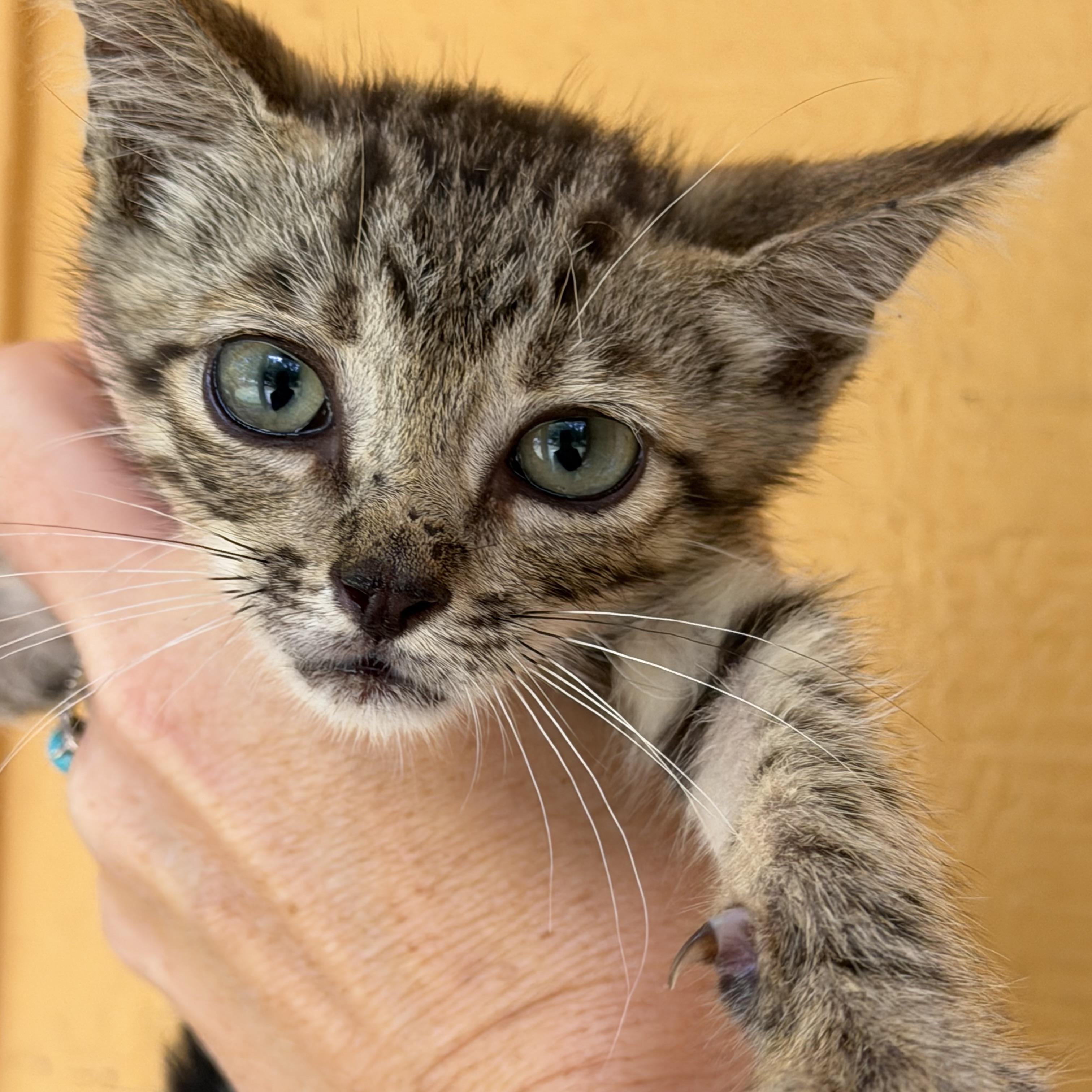 Enlarge Oxalis, a Adoptable mixed breed in Stowe, VT image 3/4