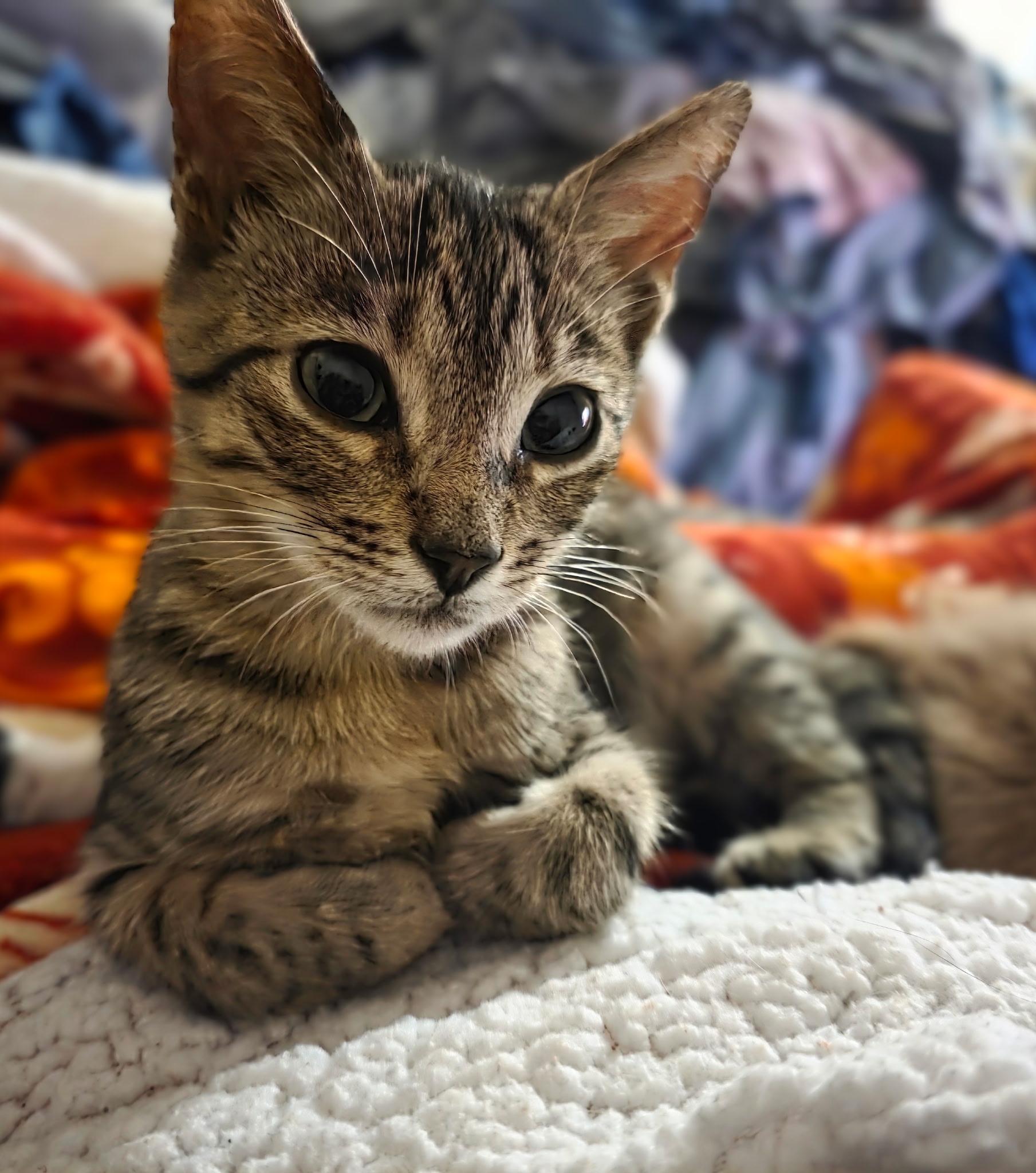 Oxalis, Adoptable, Kitten Male Tabby & Domestic Short Hair.