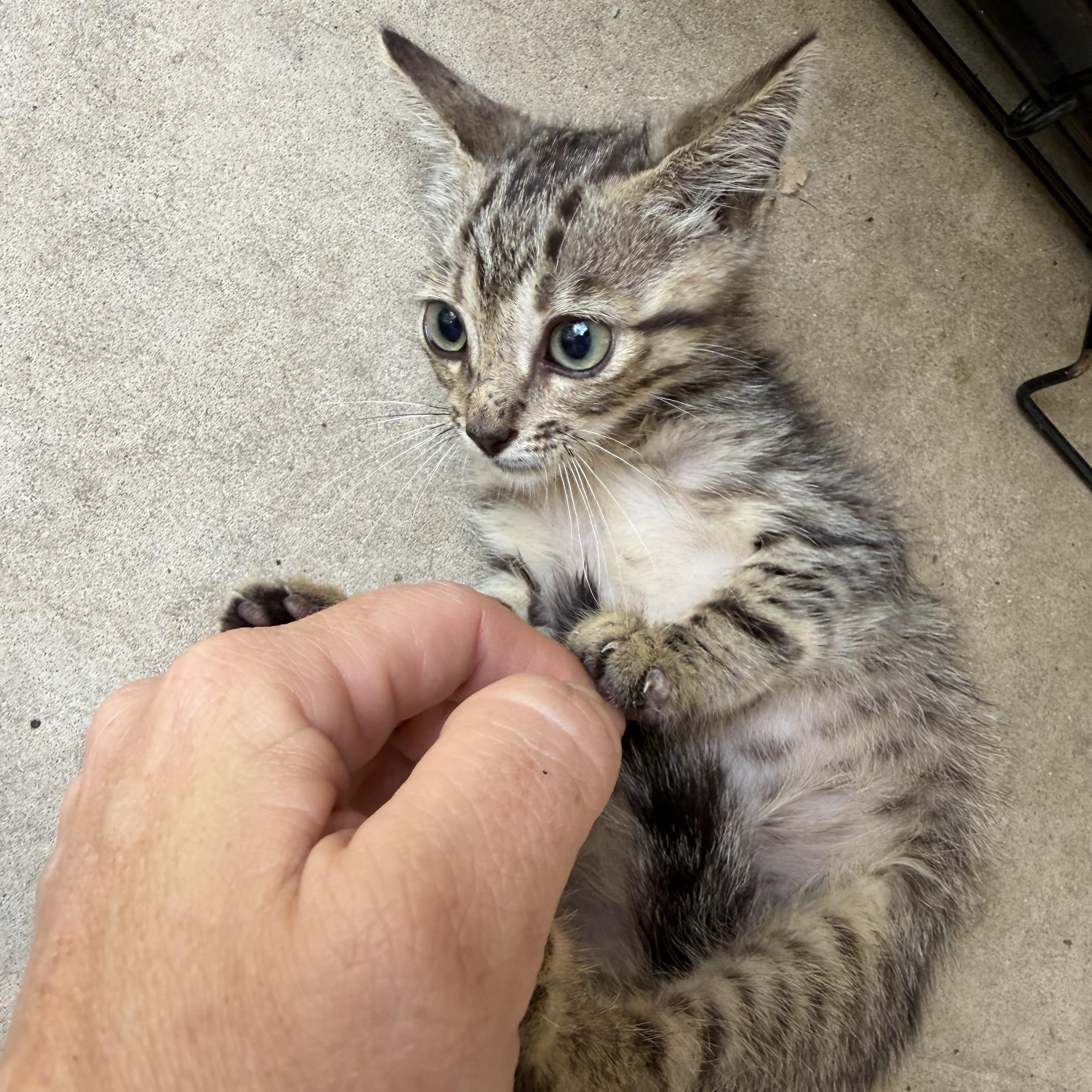 Enlarge Oxalis, a Adoptable mixed breed in Stowe, VT image 4/4