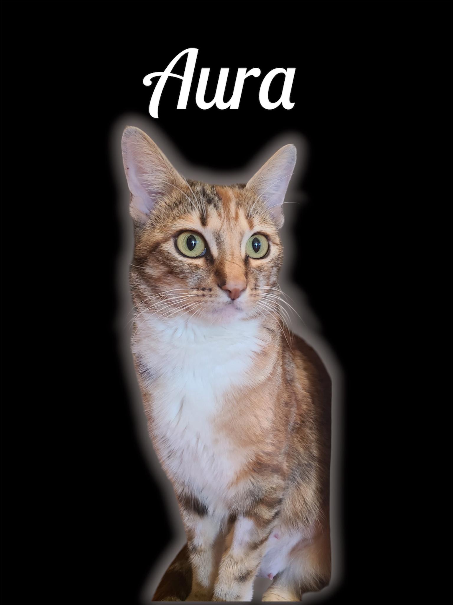 Aura, ADOPTABLE, Adult Female Domestic Short Hair.
