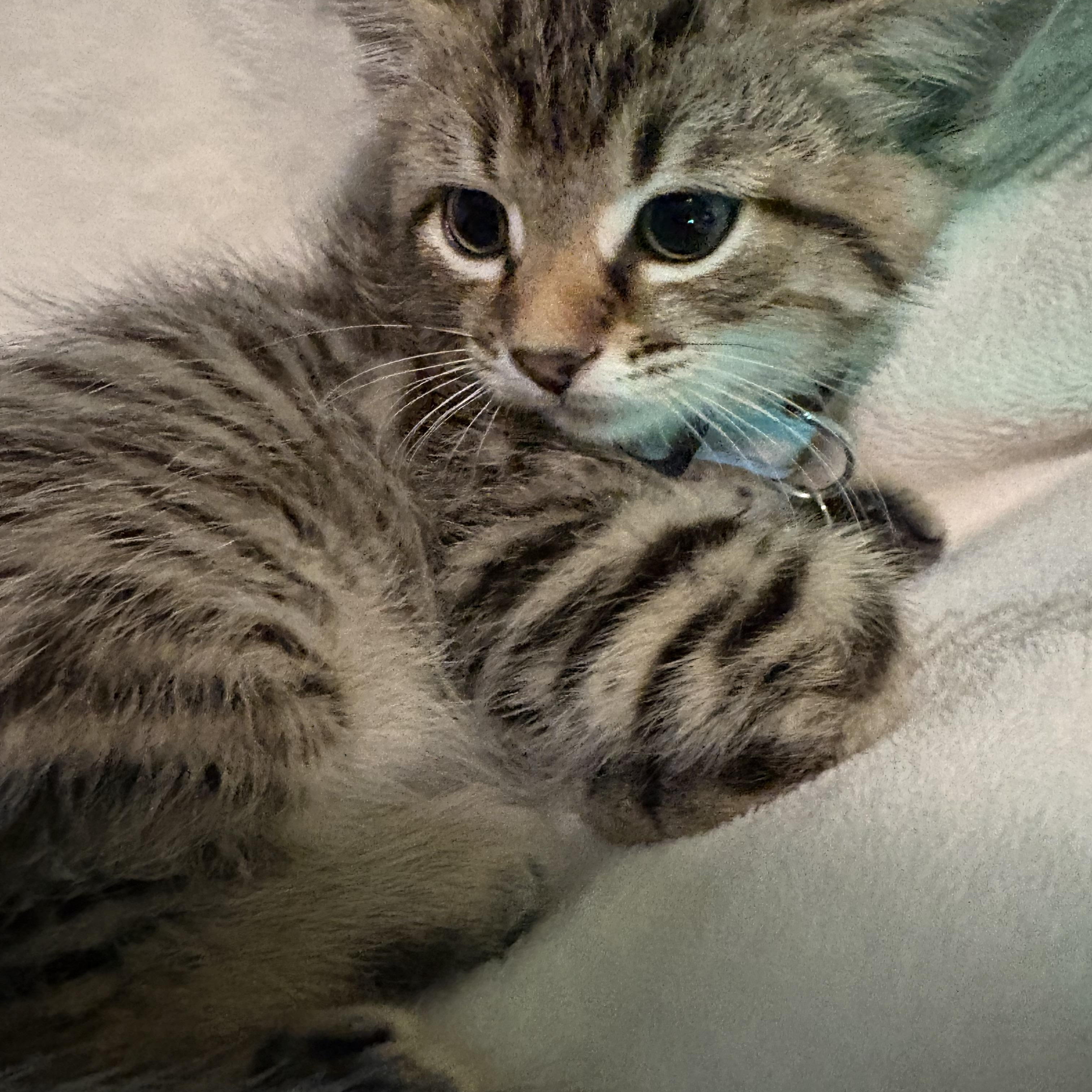Enlarge Sloan, a ADOPTABLE American Shorthair in Forney, TX image 2/4
