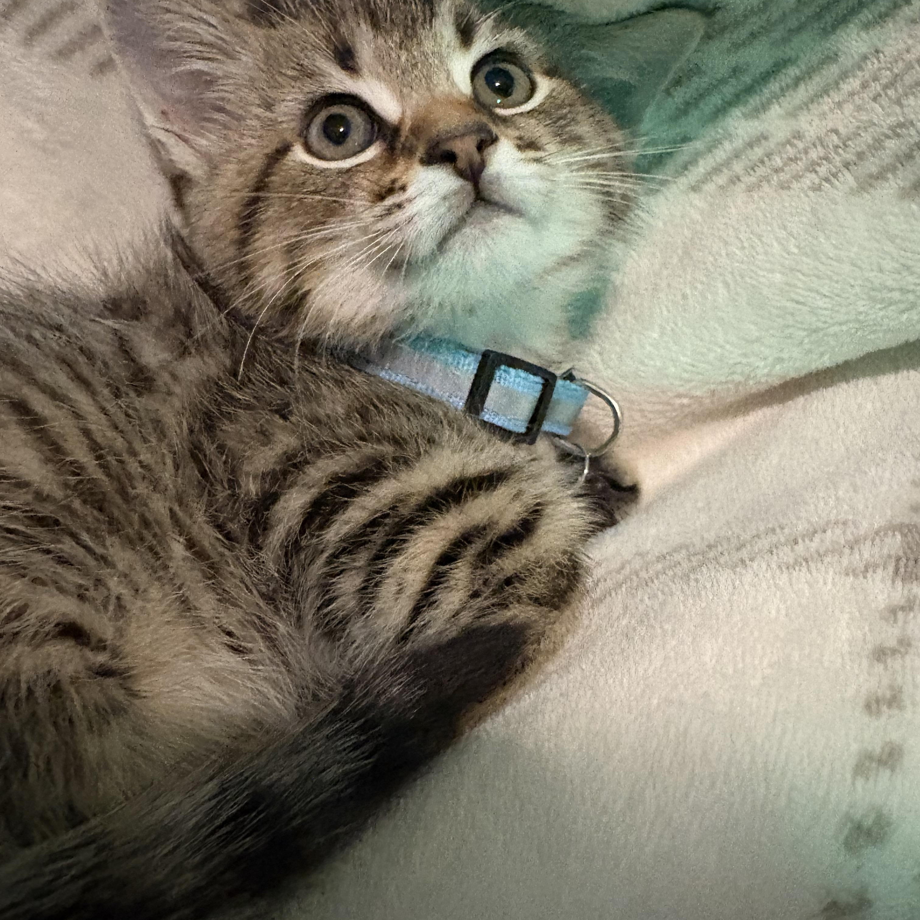 Enlarge Sloan, a ADOPTABLE American Shorthair in Forney, TX image 1/4